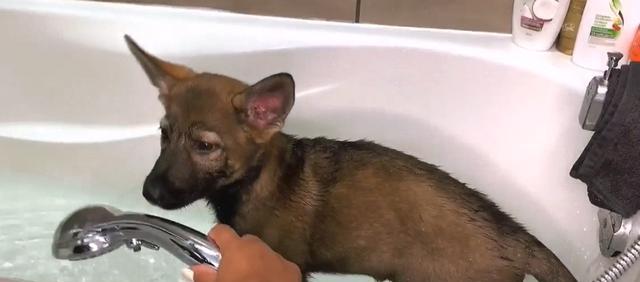 德国牧羊犬的洗澡时间和注意事项（了解宠物需要，让爱宠更健康）