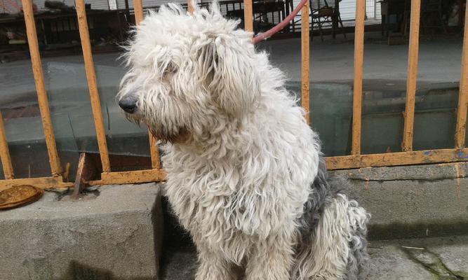 全面了解以古牧犬，让它们健康快乐的成长（全面了解以古牧犬，让它们健康快乐的成长）