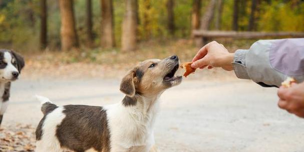 狗狗吃饱了吗？如何鉴别狗狗是否吃饱？