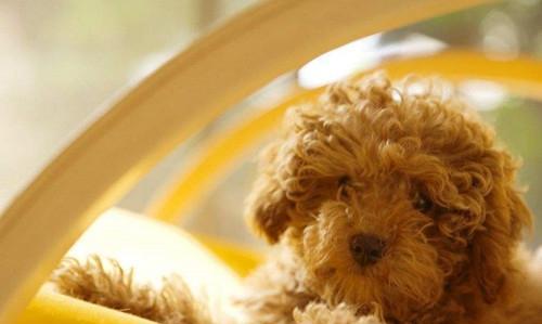 贵宾犬便秘解决方案（为你的爱宠带来舒适的生活）