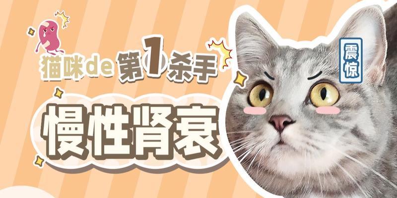 探寻猫肾在中药里的独特价值（探寻猫肾在中药里的独特价值）