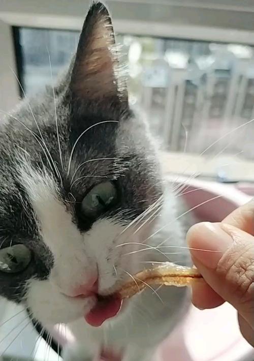 宠物猫咪吃鱼卡住怎么办？（教你正确喂养猫咪并处理吃鱼卡住的紧急情况）