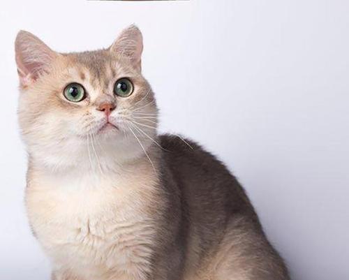 宠物猫种类大盘点（全面了解宠物猫的各种种类，带你走进它们的世界）