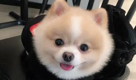 养俊介犬的注意事项（打造最佳犬主，让宠物健康成长）