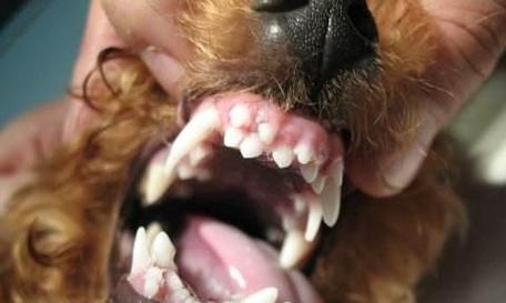 贵宾犬牙齿生长与护理（贵宾犬几个月换牙？如何做好牙齿护理？）