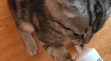 宠物猫便秘怎么办？（药物治疗是首选，但也可尝试其他方法缓解）