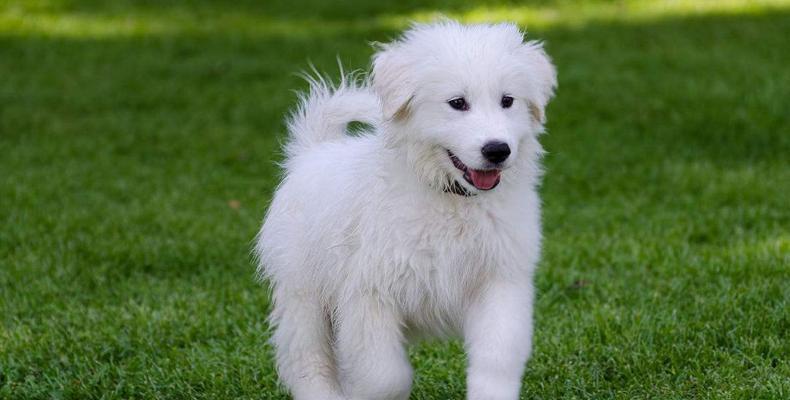 探究大白熊犬口臭的原因（从宠物的生活习惯和饮食习惯分析）