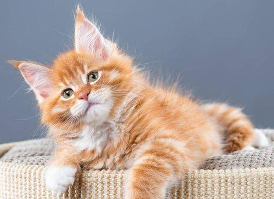 宠物猫的寿命（宠物猫、寿命、照顾）