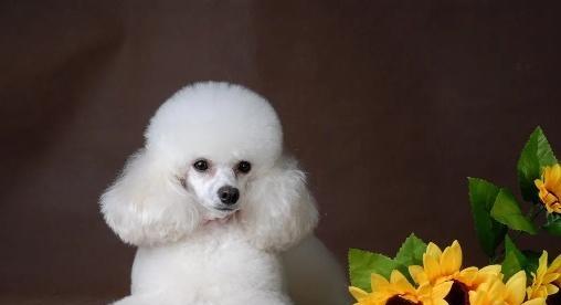 如何降低养狗花费（让你的宠物生活更经济实惠）