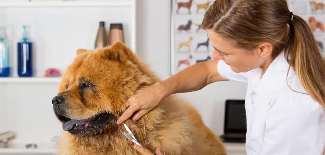 探究松狮犬挑食现象的原因（从宠物喜好、健康、情感三个方面解析）