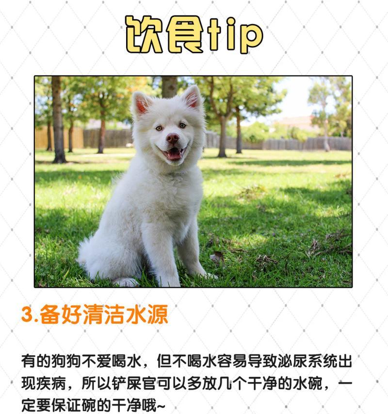 拉布拉多不喜欢喝水怎么办？解决方法全在这！（以宠物为主，让拉布拉多喝足水的15个小技巧）
