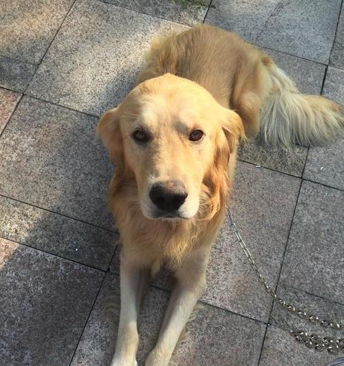 解决金毛犬厌食问题（如何让你的宠物恢复食欲）