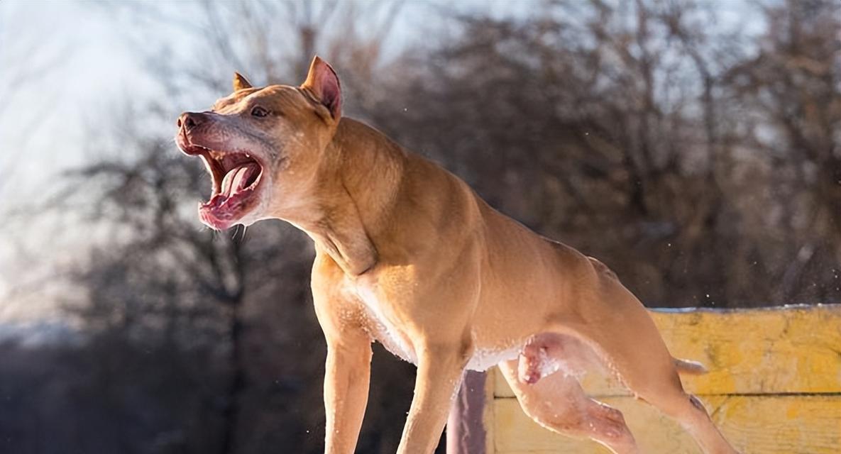教你如何训练不听话的杜高犬（让你成为杜高犬的最佳主人，快速解决听不懂指令的问题）