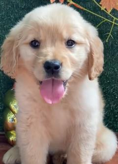金毛幼犬的驱虫指南（宠物健康必备，快速解决驱虫难题）
