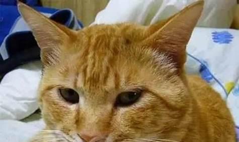猫咪为什么会拉鼻涕？（探究猫咪鼻涕的成因和应对方法）