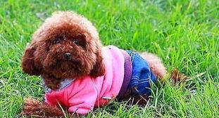 如何训练贵宾犬听话（掌握这些技巧，让你的贵宾犬成为最听话的宠物）