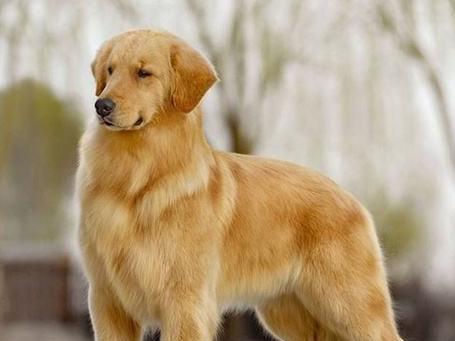 金毛犬（性格温顺，忠诚爱主人）