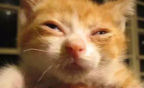 小猫打喷嚏流鼻水是怎么回事？（探究宠物猫常见的鼻部疾病与治疗方法）