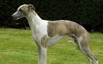 灵织犬（古老的狩猎犬种，灵敏机敏、忠诚可靠的宠物）