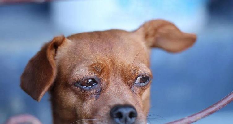 为什么宠物犬会发抖？（探讨宠物犬发抖的原因及解决方法）