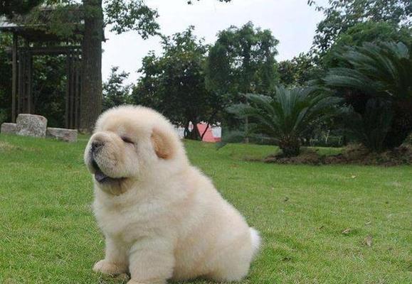 如何训练你的松狮犬成为优秀的宠物犬（松狮犬训练指南——掌握关键技巧，打造忠诚可爱的小伙伴）