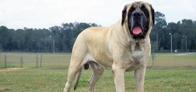 如何科学养护大丹犬（以宠物为主，让大丹犬健康快乐成长）