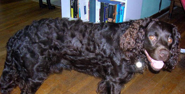 卷毛巡回猎犬的毛发养护（用食疗保持卷毛巡回猎犬的美丽毛发）