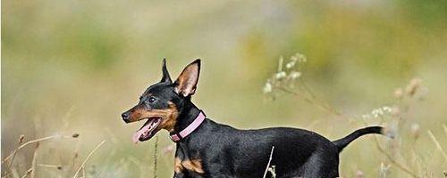 为什么迷你杜宾犬会爱吃卫生纸？（探究迷你杜宾犬的口感与行为特点，解释卫生纸的诱惑力）
