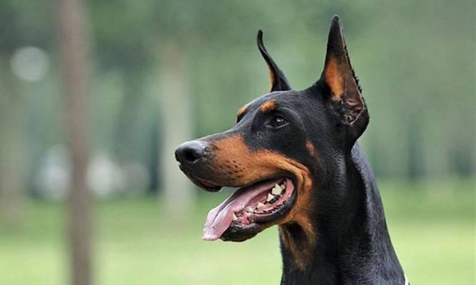训练家庭犬的技巧（以宠物为主，提升犬儒素养）