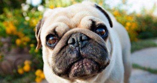 怎样有效防止以巴哥犬掉毛（宠物爱护的必备技巧，从掉毛开始）