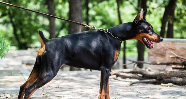 杜宾犬——优秀宠物的完美代表（了解杜宾犬的各项特征标准，成为出色主人的必备知识）