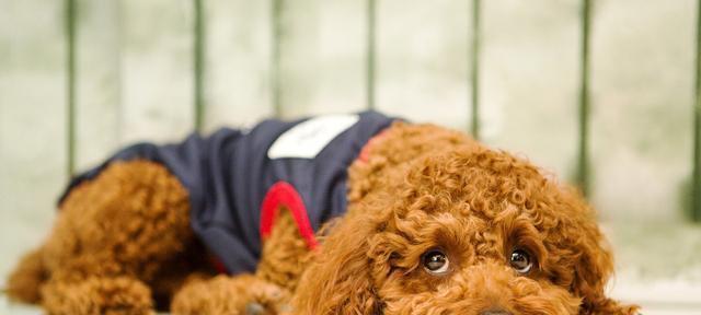 泰迪犬的饲养与训练（打造快乐健康的小型宠物-）