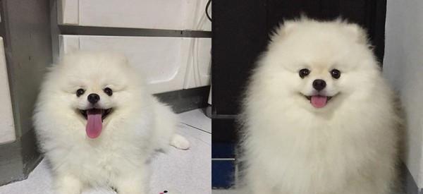 宠物健康生活指南——以博美犬日常养护为例（从饮食到运动，为您的博美犬提供全面养护）