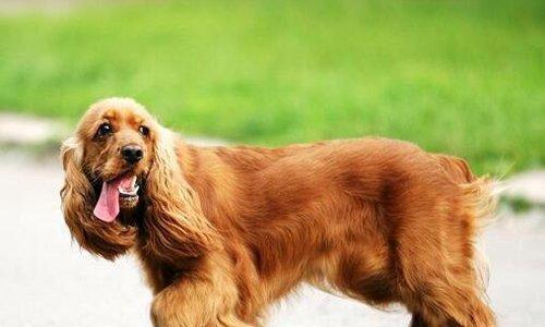 可卡犬喂养误区详解（认识这些误区，让可卡犬健康成长）