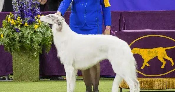 苏俄猎狼犬的饲养方法（如何培养一只健康的苏俄猎狼犬？）