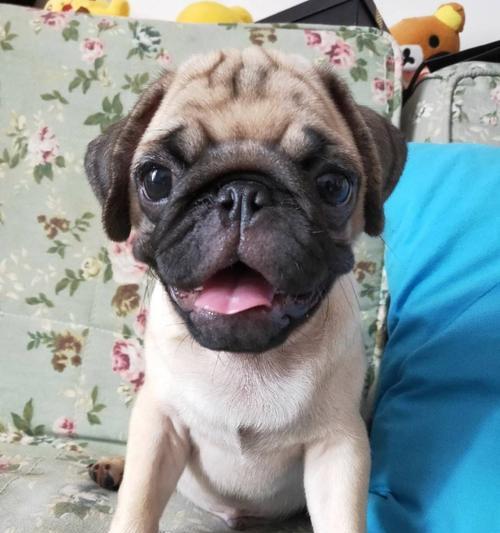 八哥犬红疙瘩的治疗方法（如何帮助宠物恢复健康）