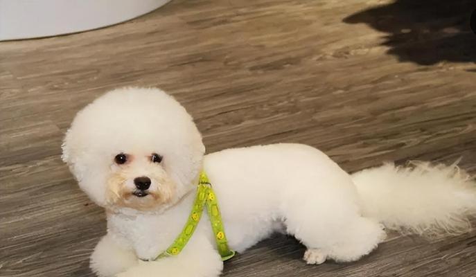 揭秘比熊犬智商排名——你所不知道的宠物智商秘密（了解比熊犬智商排名，让你更懂宠物的聪明才智）