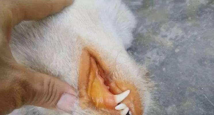 宠物狗感染螺旋杆菌的治疗方法（以饮食疗法为主，综合治疗，预防为先）