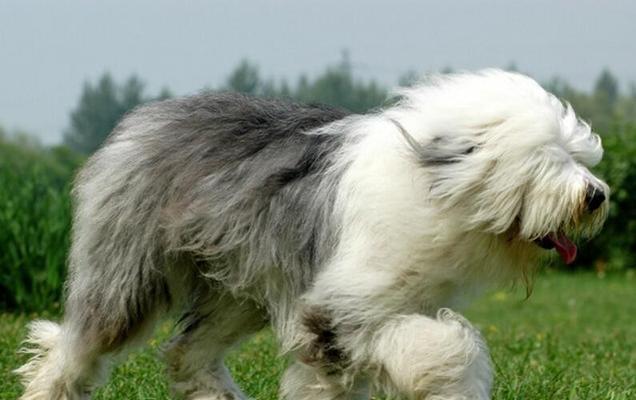 如何应对古代牧羊犬掉毛？（以宠物为主，如何正确护理古代牧羊犬的毛发？）