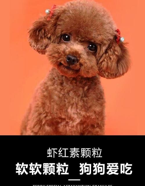 泰迪增肥之路（如何让你的泰迪健康增肥？）