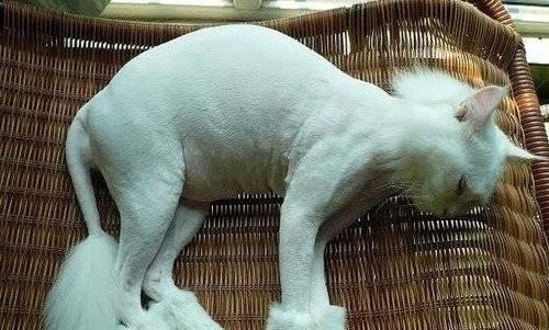 猫咪换季掉毛，你该剃毛吗？（以宠物为主，如何在换季时处理猫咪掉毛？）