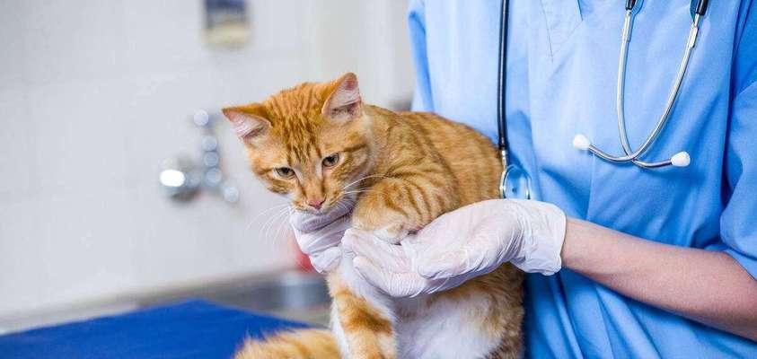 小猫绝育后为什么还会到处撒尿？（探究小猫绝育后仍有“小便失禁”的原因与应对方法）