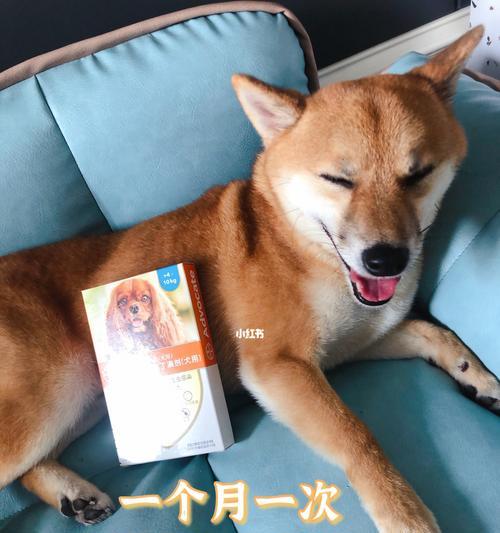宠物驱虫，保护您的爱犬健康（以重视狗狗的驱虫方面为主题，从预防和治疗两方面为您详细介绍。）