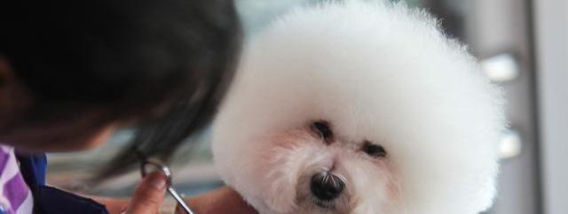 如何应对比熊犬不吃东西的问题（从宠物的角度出发，了解比熊犬不吃东西的原因及解决方法）