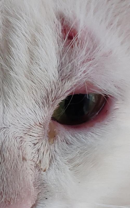 猫的眼角红红是怎么回事？（探究猫咪眼部问题的成因及解决方案）