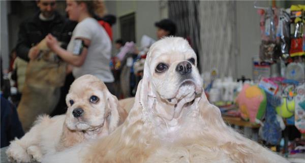 揭秘可卡犬最害怕的东西（以宠物为主，可卡犬）