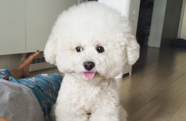 成年比熊犬的大小（一只成年比熊犬的正常尺寸、体型和重量）