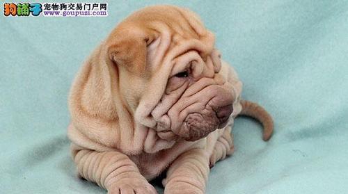 沙皮犬的身高及其养护（从幼犬到成犬，了解沙皮犬的身高及养护）