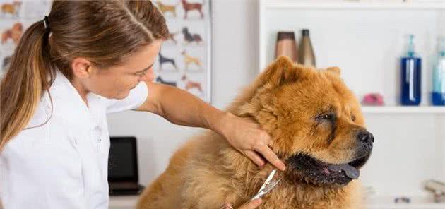 松狮犬生病了怎么办（以宠物为主的健康管理方案）