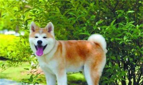 秋田犬掉毛的原因与应对方法（了解秋田犬掉毛的原因，让你更好地照顾它）